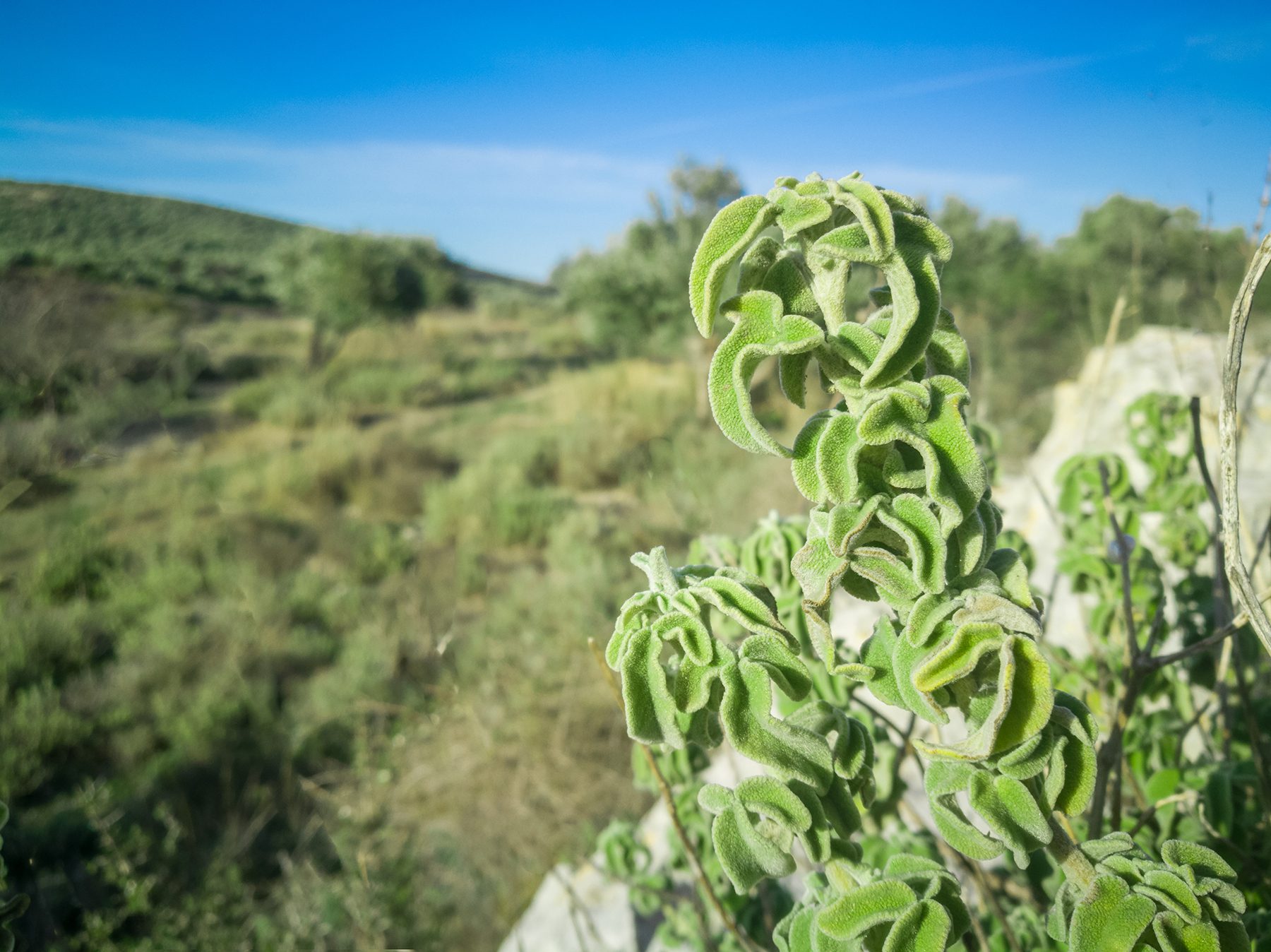 Le erbe di Creta